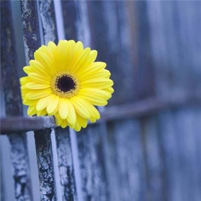 凤凰彩票APP下载