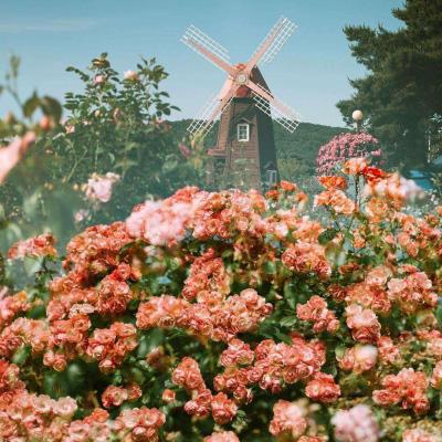 569vip威尼斯游戏